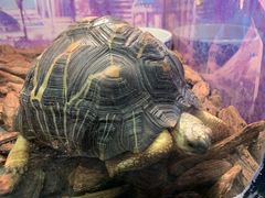-上海大自然野生昆虫馆(东方明珠·爬宠昆虫探索中心)