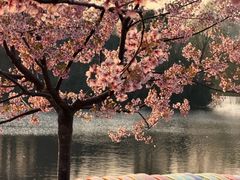 -新江湾城公园