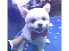 -喜狗宠物生活馆(岳州路店)
