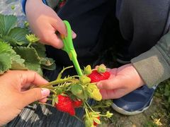 -尚田草莓姑娘白草莓采摘基地