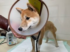 -爱侣·安琦尔宠物医院·中兽医针灸·心内科·狂犬免疫点(宝山区院)
