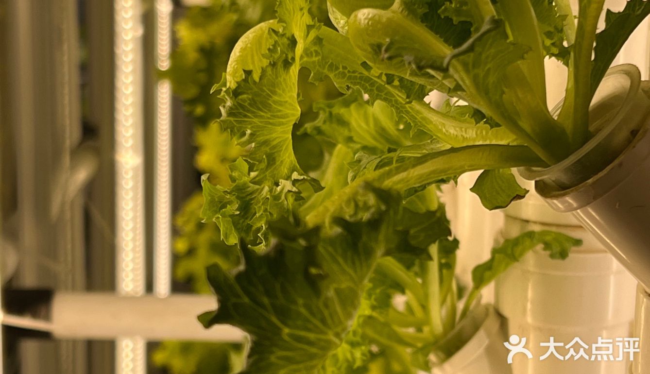 这家店用的是自己种的菜