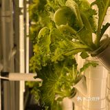 这家店用的是自己种的菜