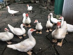 -东芭乐园