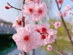 -顾村公园