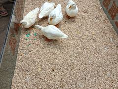 -南宫五洲植物乐园