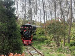 -合肥滨湖国家森林公园