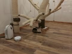 -袖虎·猫馆(体育西路店)