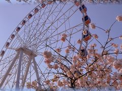 -顾村公园