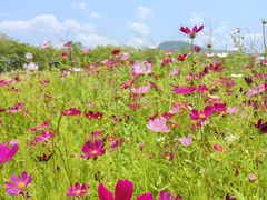 -亚龙湾国际玫瑰谷