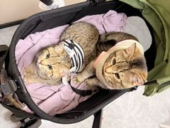 -安安宠医·臻爱宠物医院·宠保定点(营门口路分院)