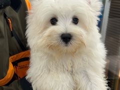 -翊宠yipet猫狗购宠庄园犬舍•猫舍