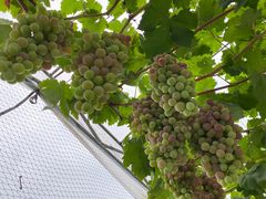 -金谷域澳洲庄园