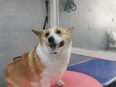 -宠福鑫康馨动物医院·骨科·眼科