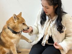 -是阿柴呀！柴犬咖啡·爱喵喵猫咖