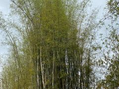 -深圳仙湖植物园