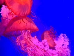 -芜湖新华联大白鲸海洋公园
