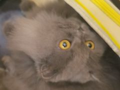 -圣宠动物医院·犬猫专科·影像中心·外科中心