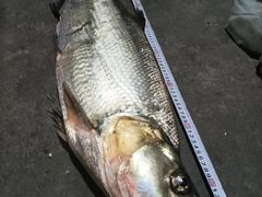 -柘林湖生态鱼馆