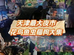 -中环花鸟鱼虫市场