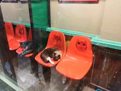 -猫咪博物馆(顶澳仔猫街店)