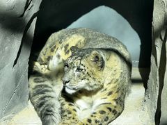 -青藏高原野生动物园