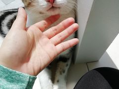 -飞行喵MR PILOT|猫舍·猫咖(静安大融城店)