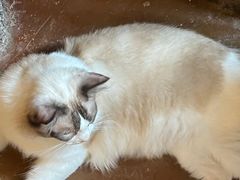 -猫猫幼稚园·撸猫·桌游·电玩
