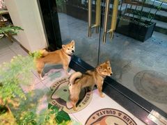 -柴务处·柴犬主题狗咖