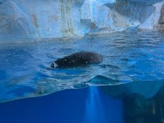 -海合安青岛极地海洋公园