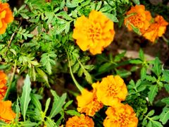 -天津东丽湖风景区