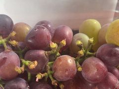 -马陆小张葡萄园农家乐