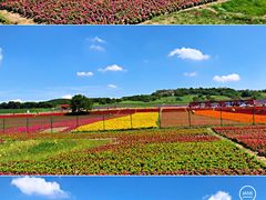 -莲花山花海