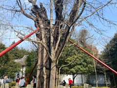 -上海佘山国家森林公园天马山园