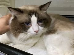 -瑞鹏瑞爱宠物医院·全科·猫科·血液透析中心(龙头寺店)