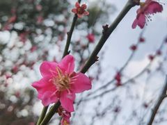 -无锡梅园公园