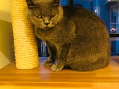 -more than meow吴止猫主题餐厅(承德 中船汇店)