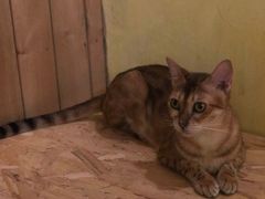 -猫色咖啡·猫咖