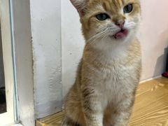 -Heymao猫咖.咖啡厅(东门店)