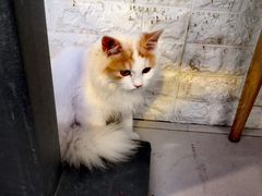 -平行世界·猫咖(首经贸店)