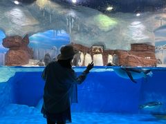 -海合安成都极地海洋公园