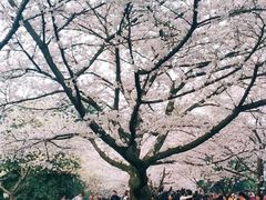 -武汉大学-樱园