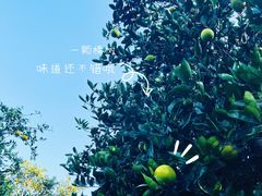 -嘉北郊野公园