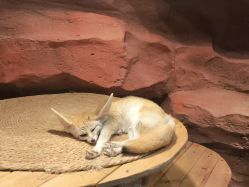 -Zoolung Zoolung动物主题公园(海信广场店)