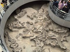 -自贡恐龙博物馆