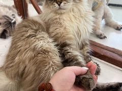 -共舞时光猫咖·狗咖(新街口店)