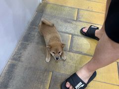 -金明子八带鱼馆(正宗韩国连锁店)