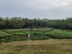 -盘龙城国家考古遗址公园