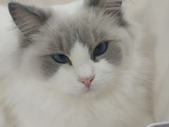 -喵的天空名猫咖啡馆·撸猫·猫舍·用品