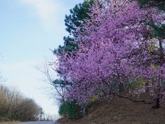 -北京西山国家森林公园